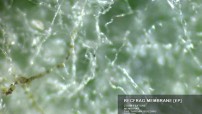 RecFrag - Membrane [EP] image